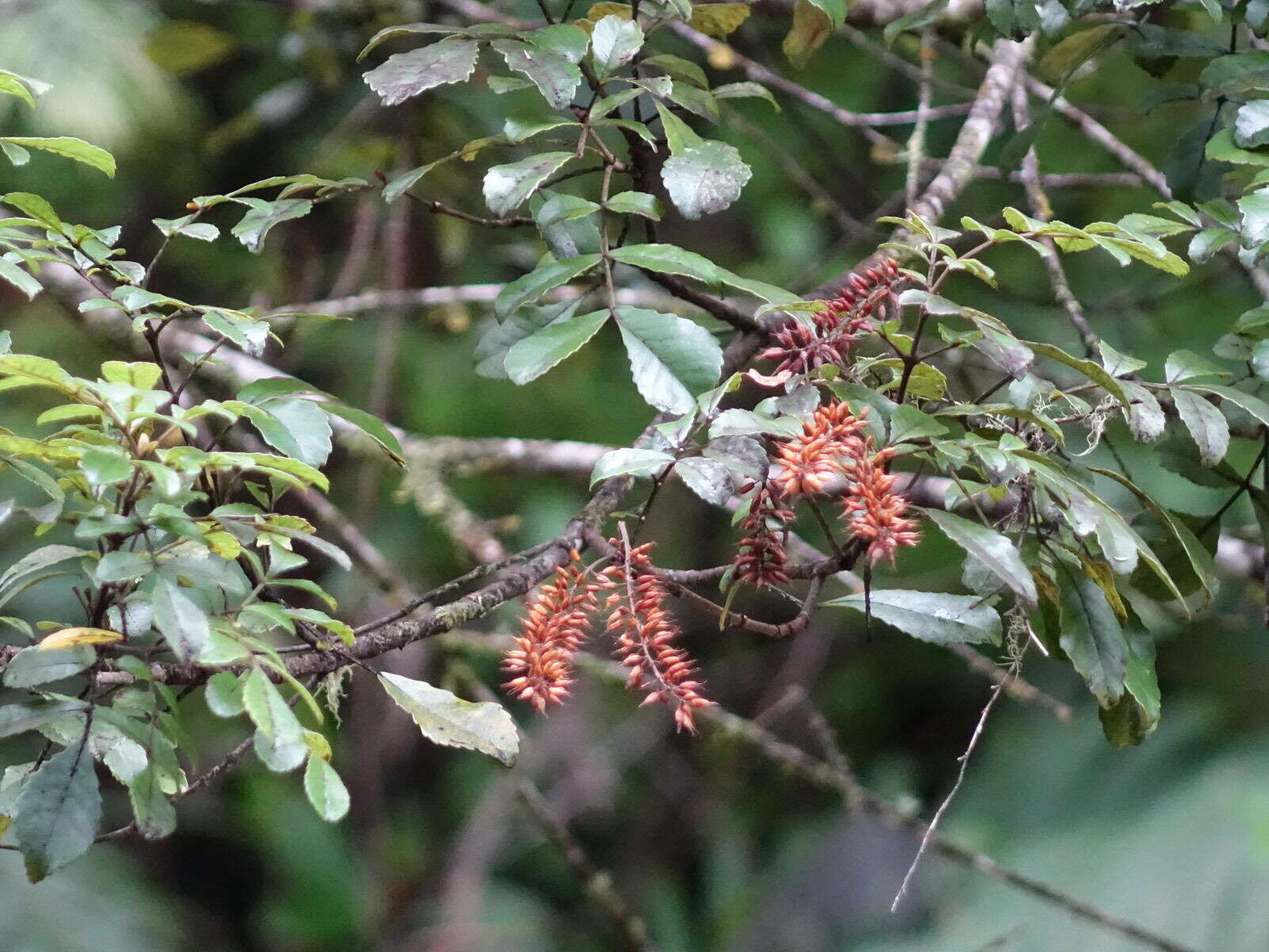 Sivun Pterophylla sylvicola (Sol. ex A. Cunn.) Pillon & H. C. Hopkins kuva