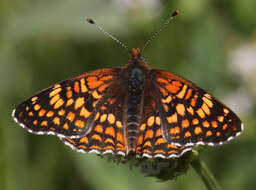 Image of Gabb's Checkerspot