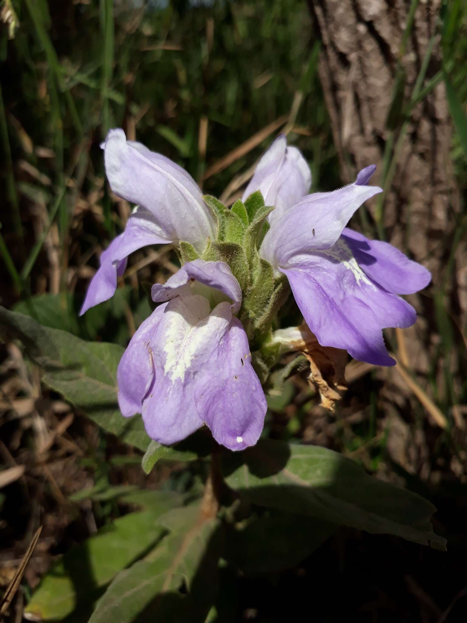 Image de Justicia chrysotrichoma Pohl ex Nees