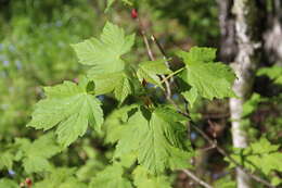 Acer heldreichii subsp. trautvetteri (Medvedev) E. Murray的圖片