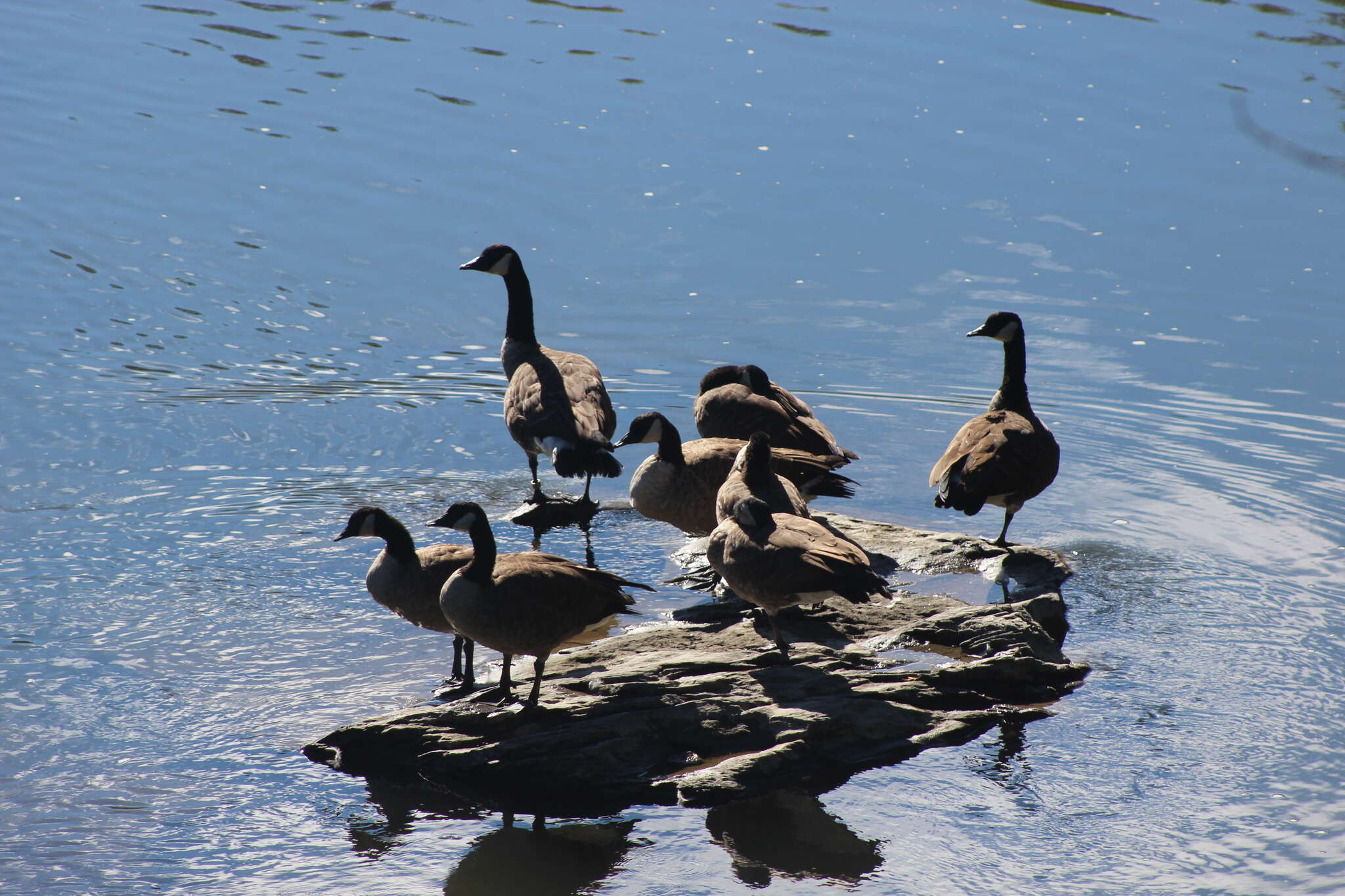 Image of Hawaiian goose