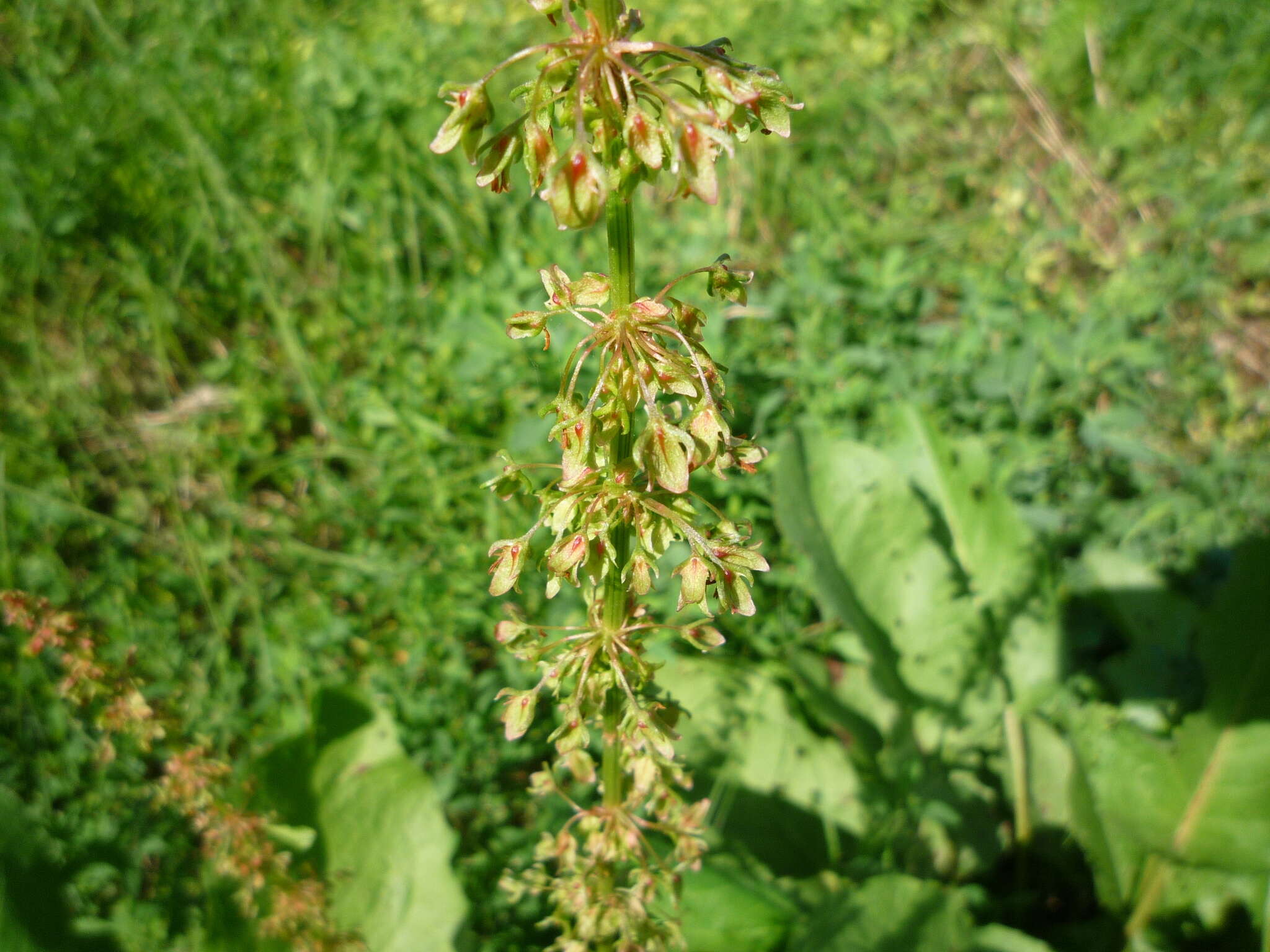 Image of Rumex obtusifolius subsp. obtusifolius