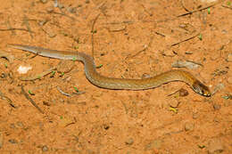 Image of Black-headed Scaly Foot