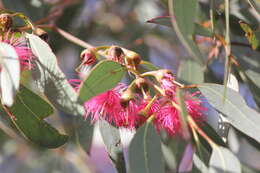 Image de Eucalyptus leucoxylon subsp. leucoxylon