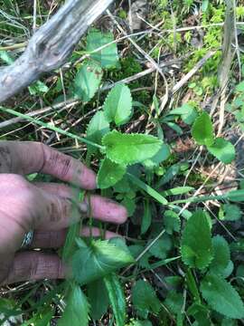 Image of Schweinitz's ragwort