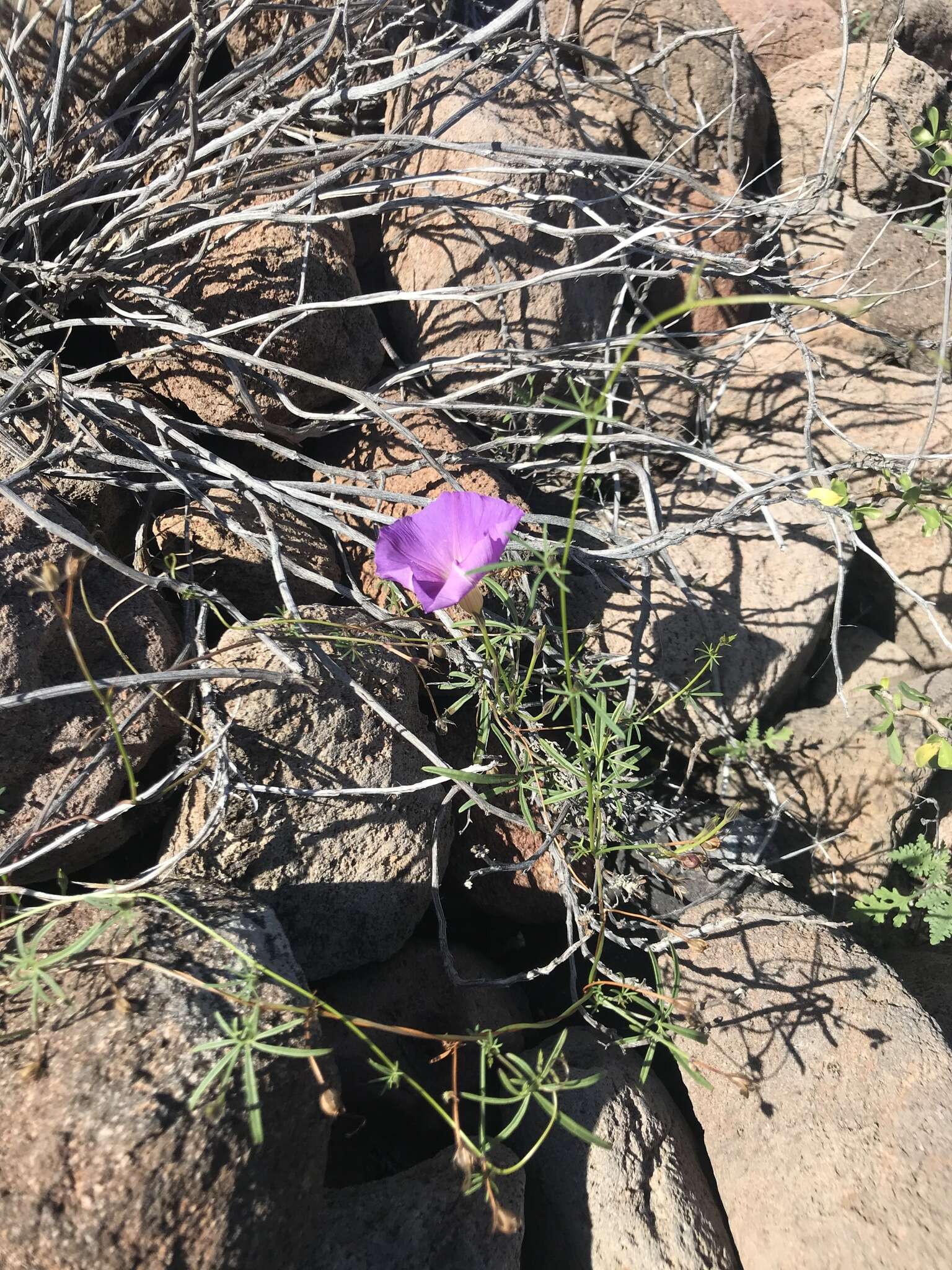 Imagem de Ipomoea ternifolia var. leptotoma (Torr.) J. A. Mc Donald