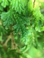 Selaginella lepidophylla (Hook. & Grev.) Spring resmi