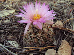 Image of Pincushion Cactus