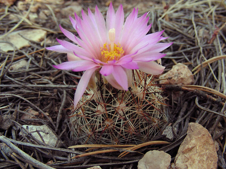 Image of Pincushion Cactus