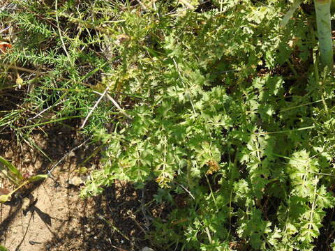 Image of Thapsia foetida L.