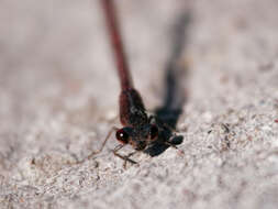 Image of Oxyagrion rubidum (Rambur 1842)