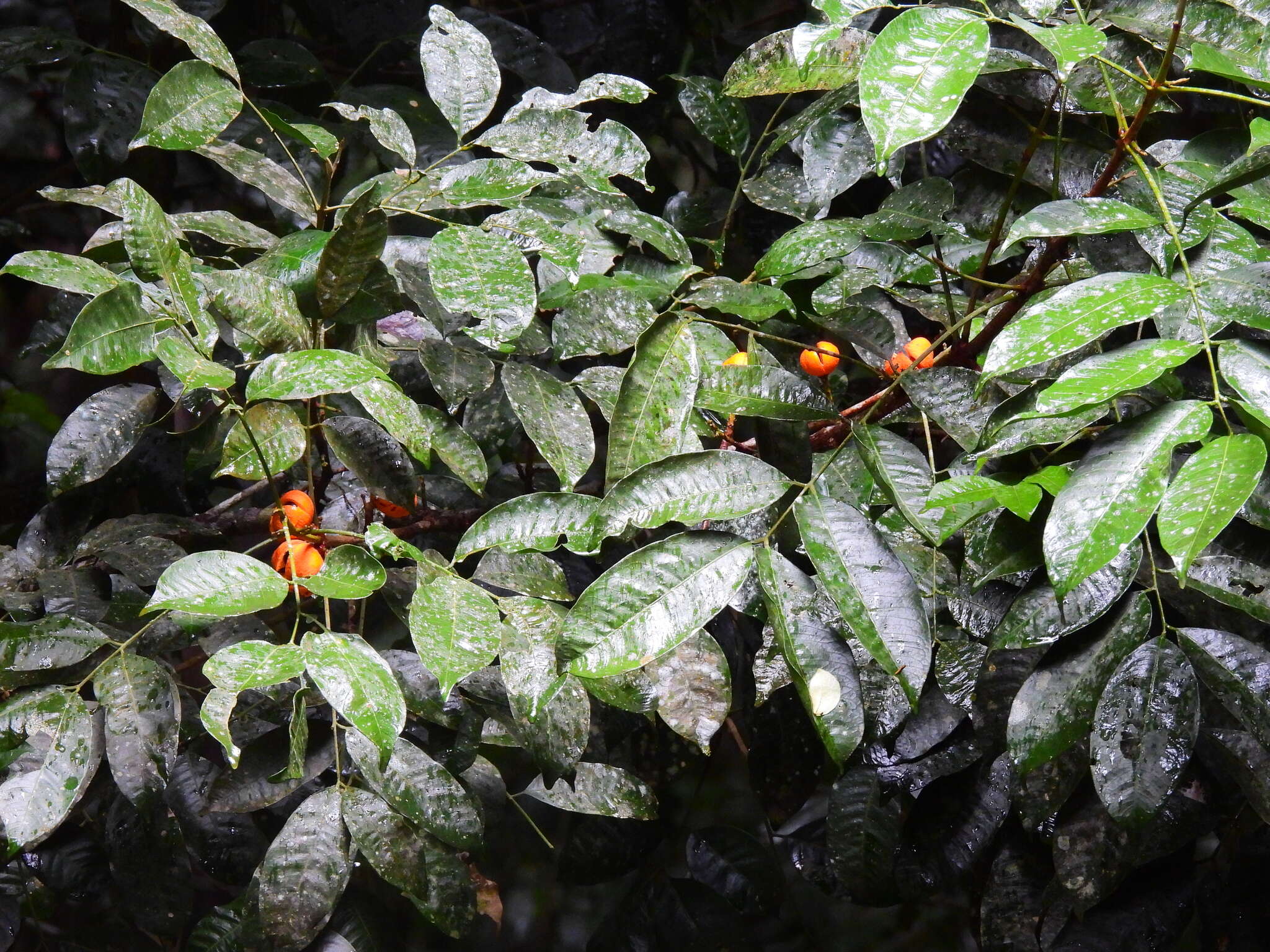 Слика од Dysoxylum oppositifolium F. Müll.