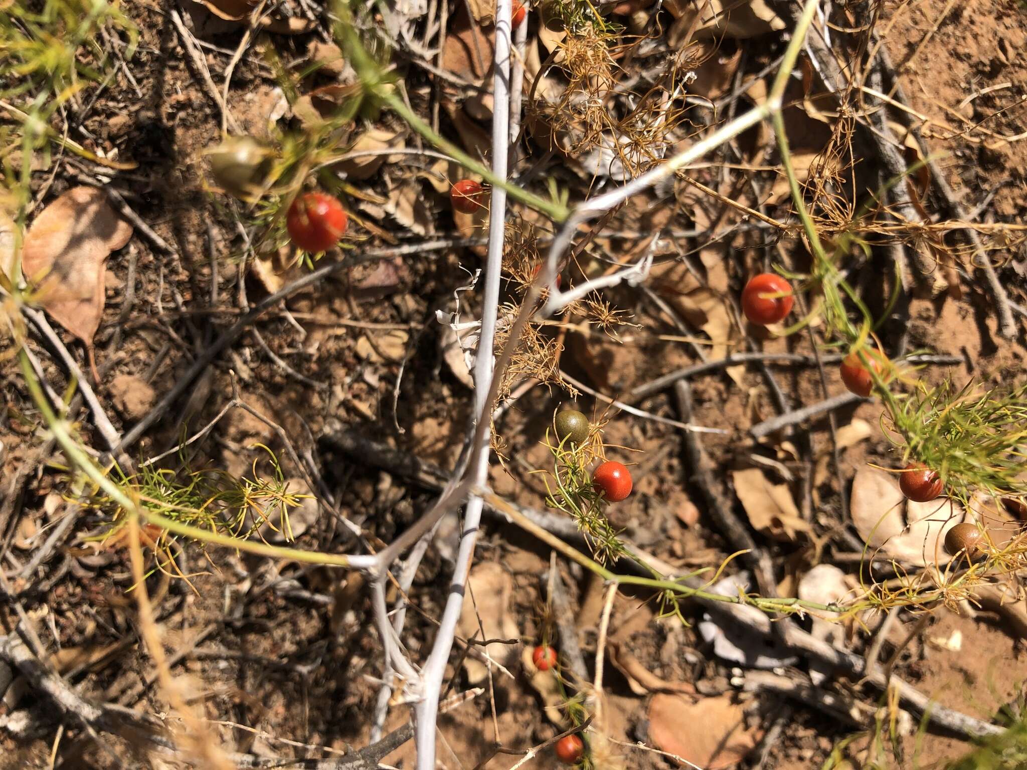 Sivun Asparagus exuvialis Burch. kuva