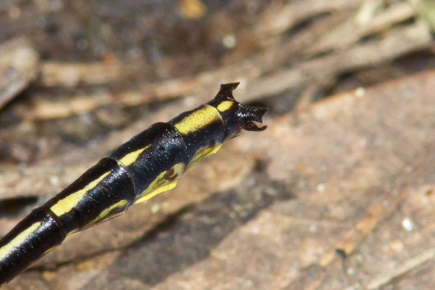 Image of Phanogomphus oklahomensis (Pritchard 1935)