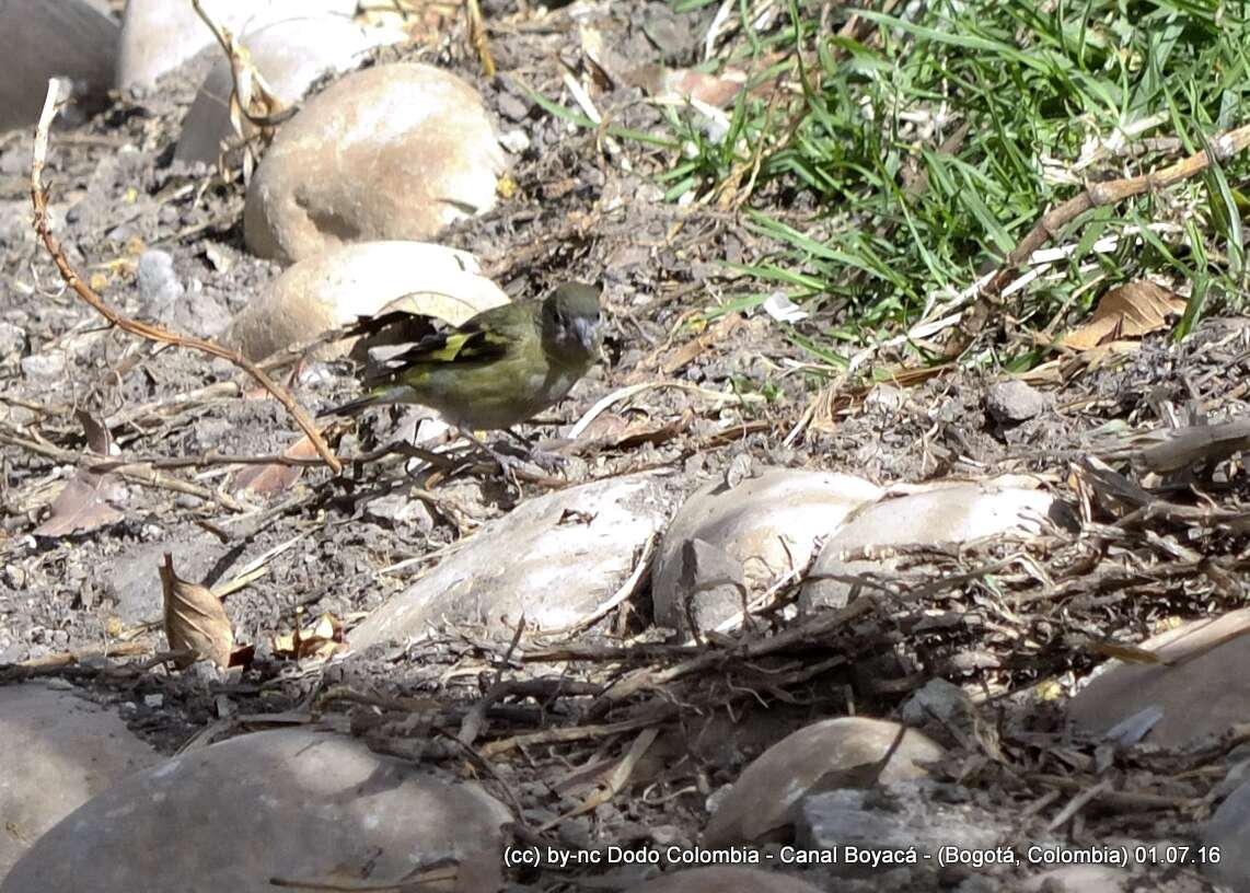 Spinus spinescens (Bonaparte 1850)的圖片