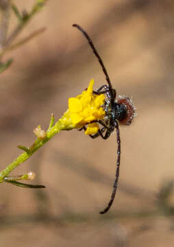 Imagem de Crossidius discoideus (Say 1824)