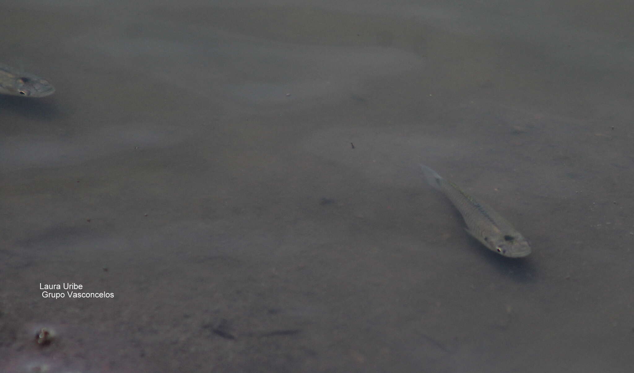 Image of Barred killifish