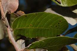 صورة Lopesia parimarii Tavares 1908