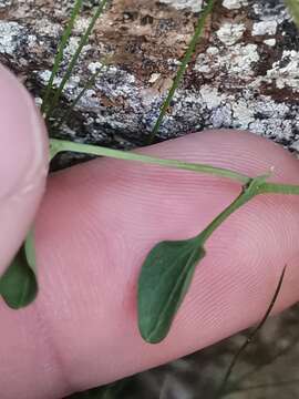 Image of Cardamine resedifolia L.