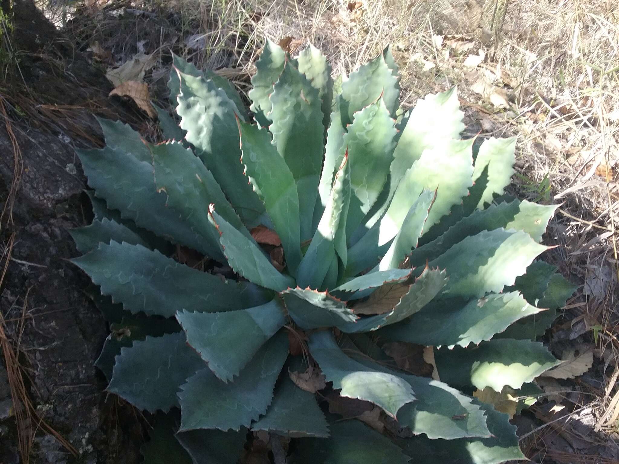 Plancia ëd Agave guadalajarana Trel.