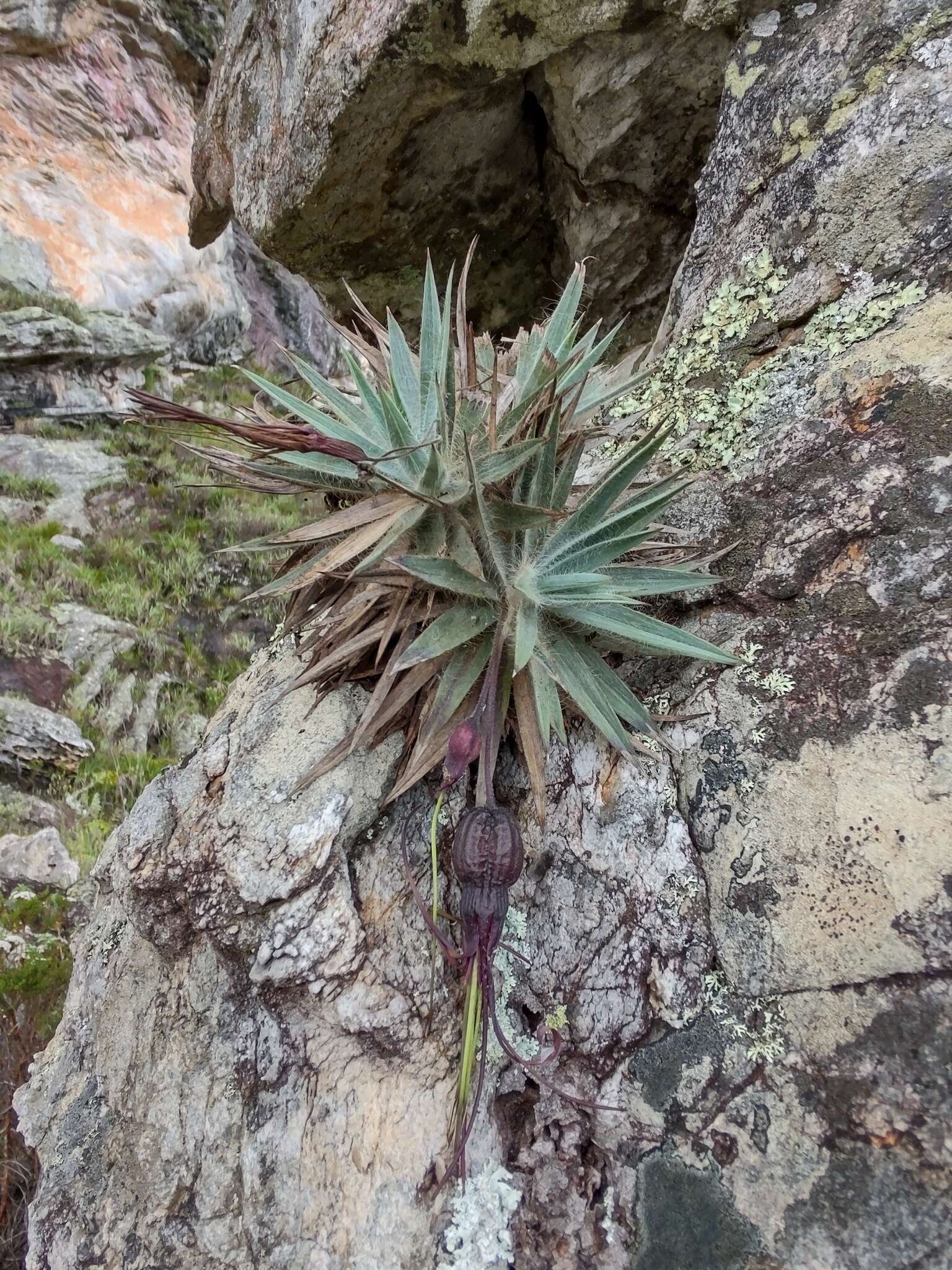 Image of Barbacenia pungens (N. L. Menezes & Semir) Mello-Silva