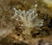 Image of Amphorina linensis (Garcia-Gomez, Cervera & Garcia 1990)