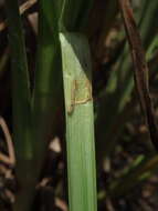 Image de Fimbristylis complanata (Retz.) Link