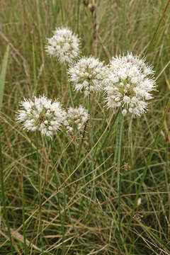 Слика од Allium suaveolens Jacq.