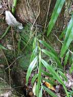 Image de Angraecum mauritianum (Poir.) Frapp.