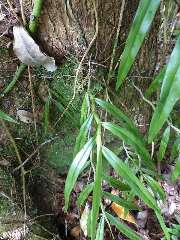 Image de Angraecum mauritianum (Poir.) Frapp.