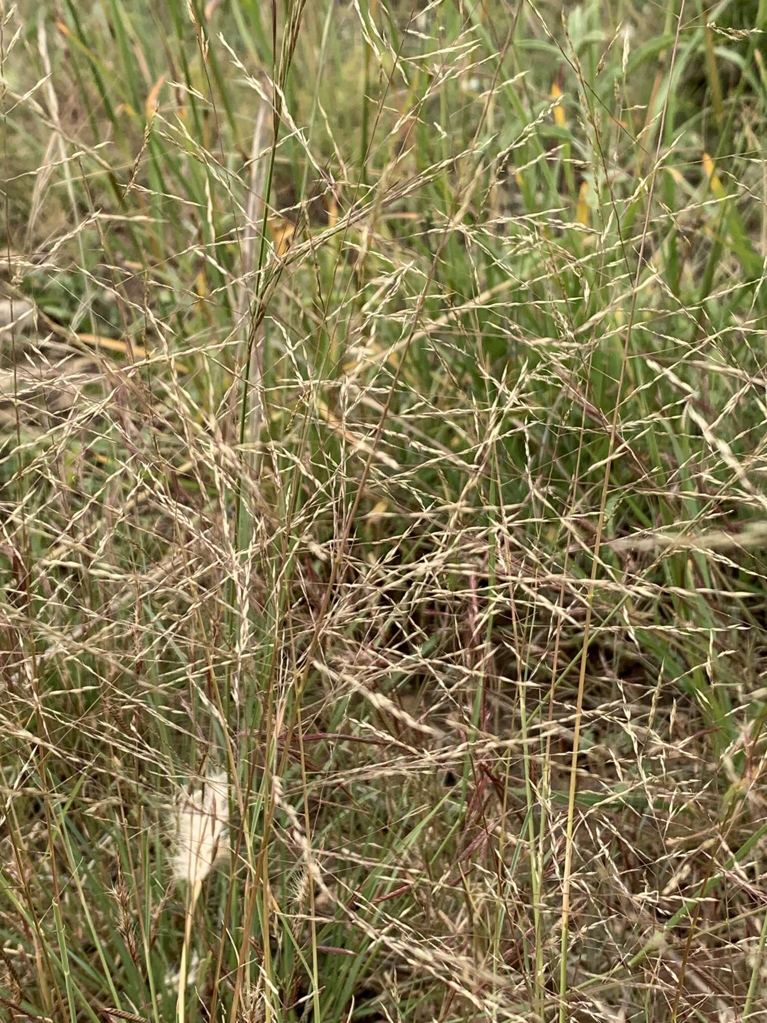 صورة Muhlenbergia arenicola Buckley