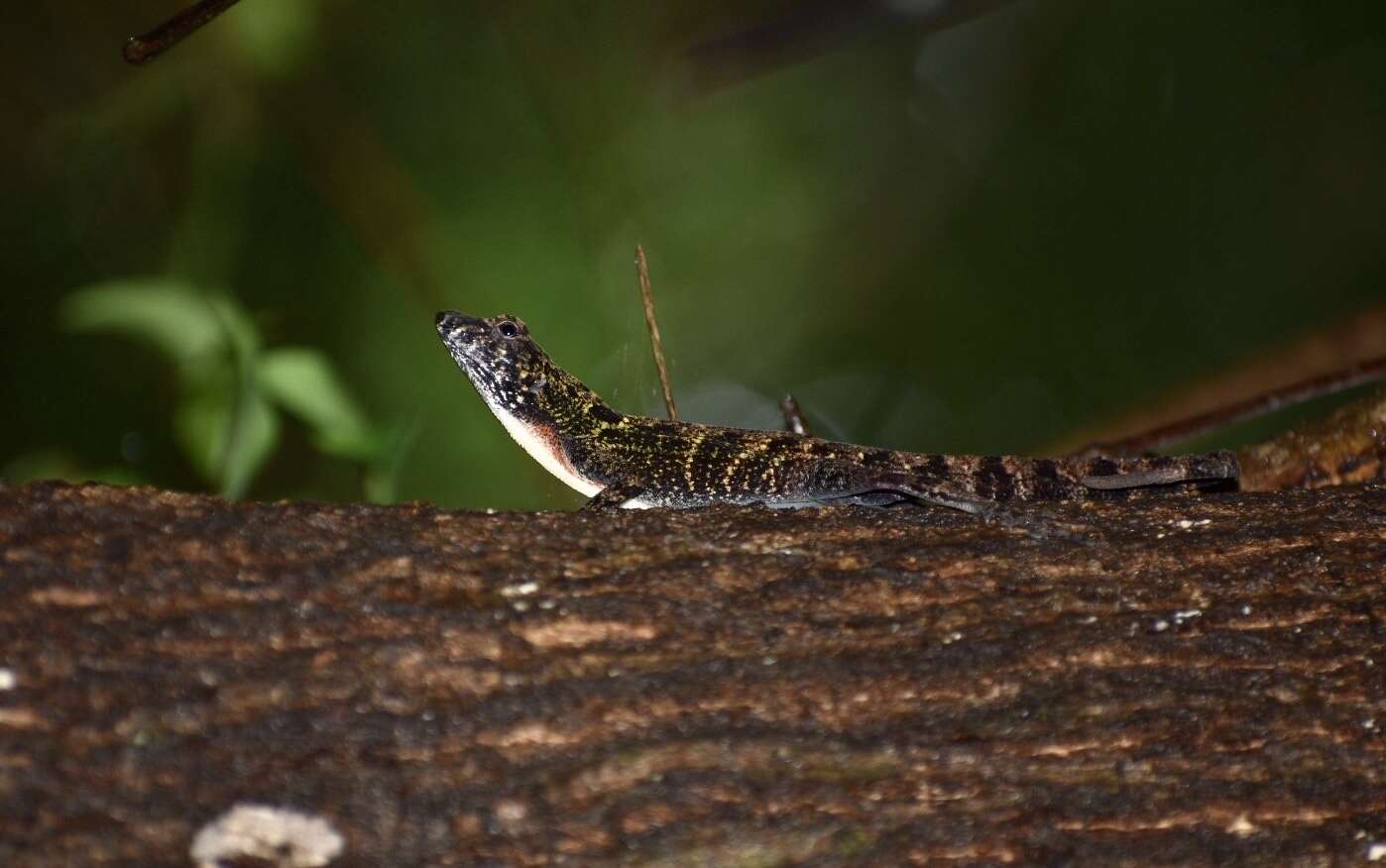 Image of Bueycito Anole