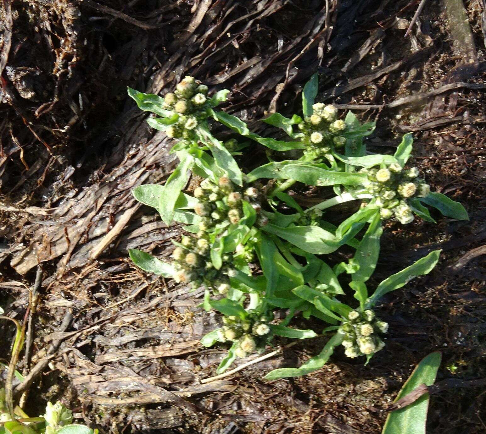 Image de Gnaphalium pilulare Wahlenb.