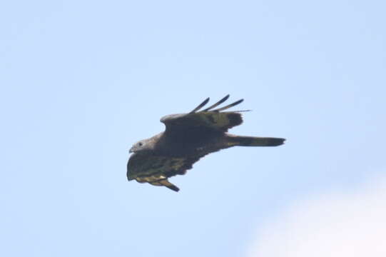 Image of Barred honey buzzard