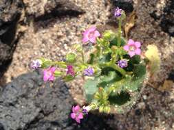 Image of broad-leaf gilia