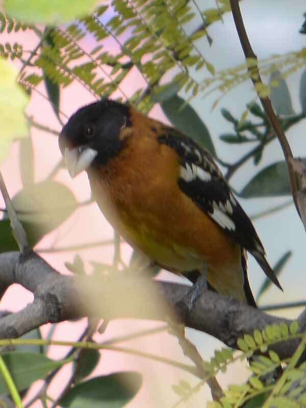 Image of Black-headed Grosbeak