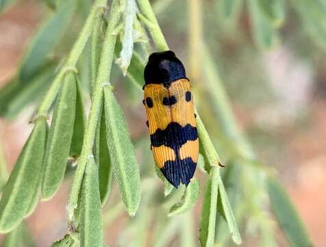 Image of Castiarina atricollis (Saunders 1869)