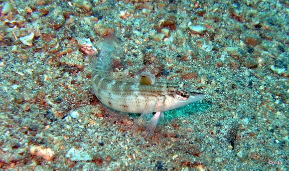 Image of Nosestripe grubfish