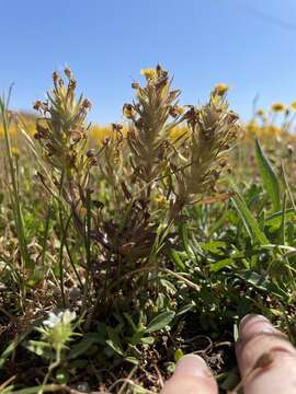 Image de Castilleja campestris subsp. campestris