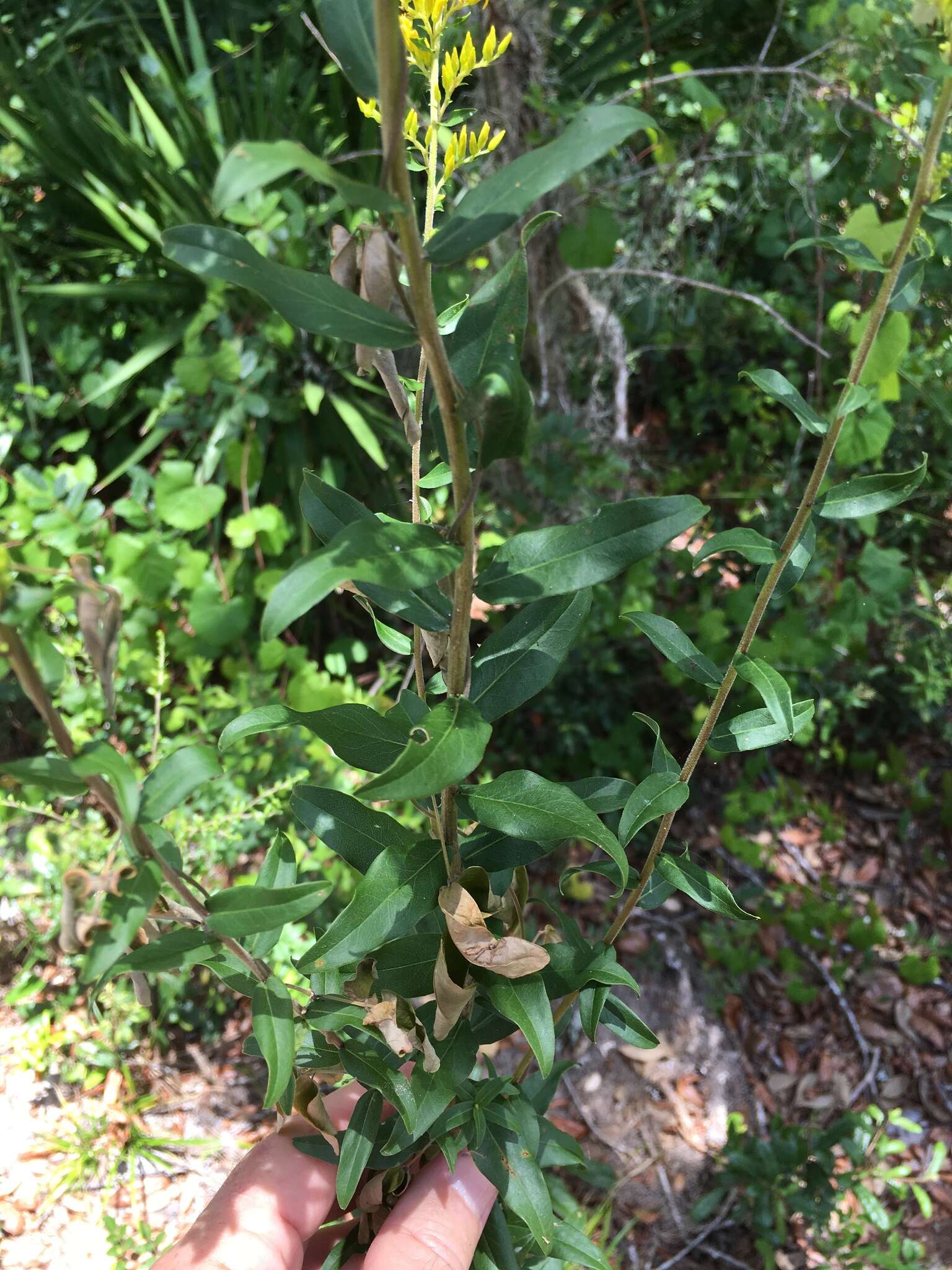 Image de Solidago odora subsp. chapmanii (A. Gray) Semple