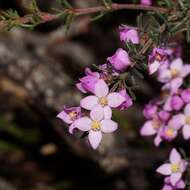 Image of Boronia pilosa subsp. pilosa