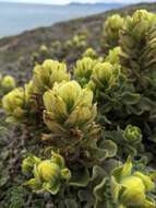 Image of softleaf Indian paintbrush