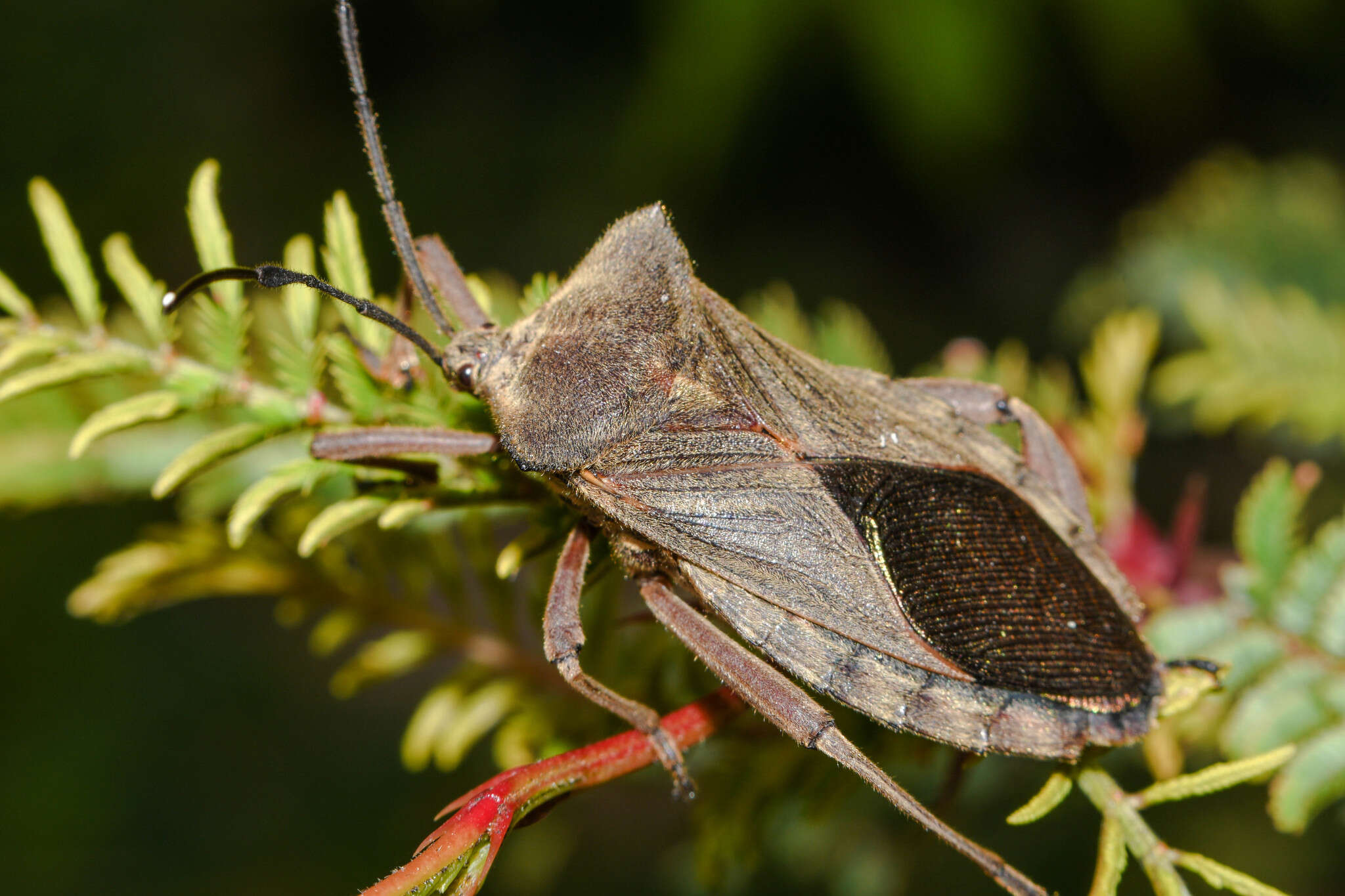 صورة Thasus heteropus (Latreille 1809)