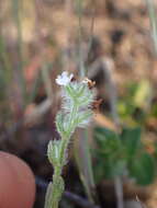 Plancia ëd Cryptantha wigginsii I. M. Johnst.