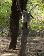 Image of Northern plains gray langur