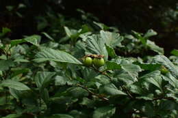 Image de Crataegus cuneata Sieb. & Zucc.