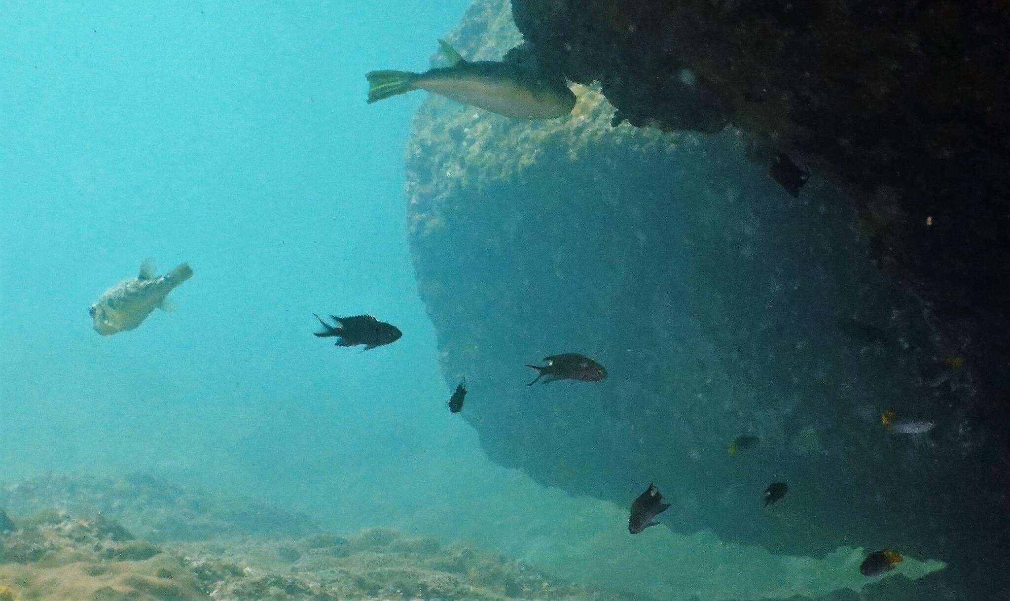 Image of Hong Kong Pufferfish