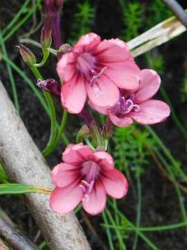 Image of Geissorhiza callista Goldblatt