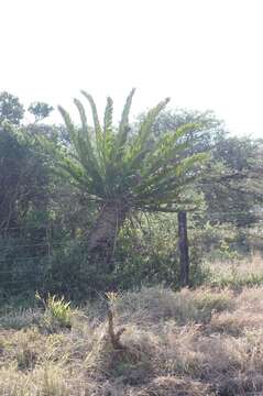 Image of Bushman's River Cycad