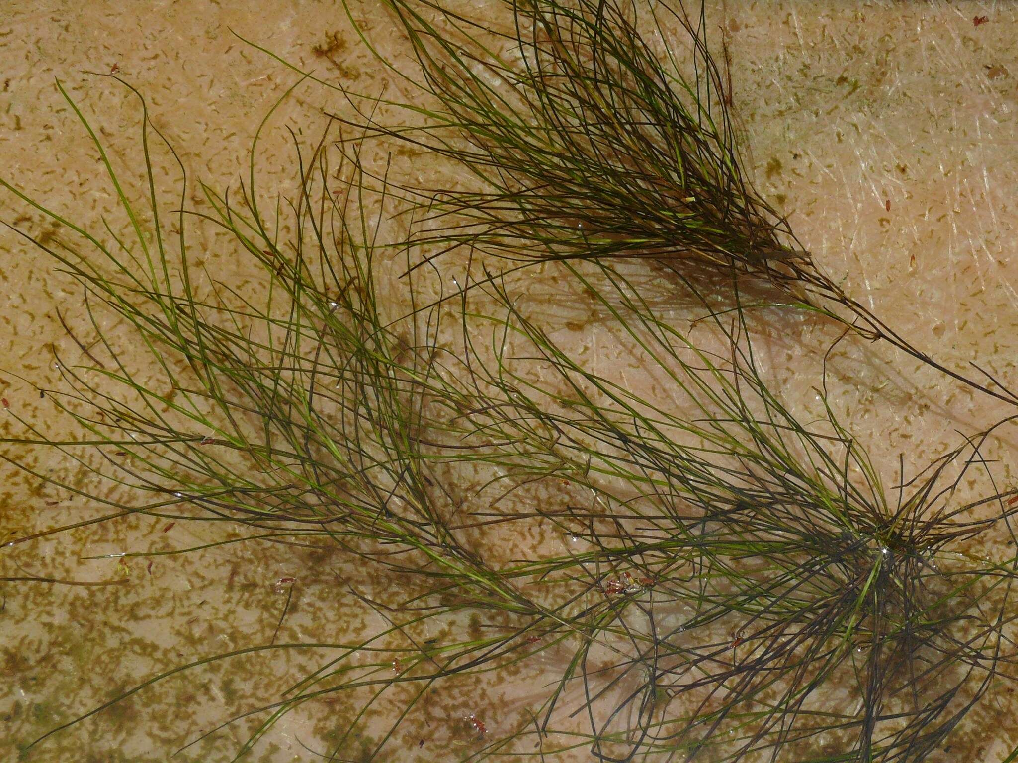 Image of pondweed